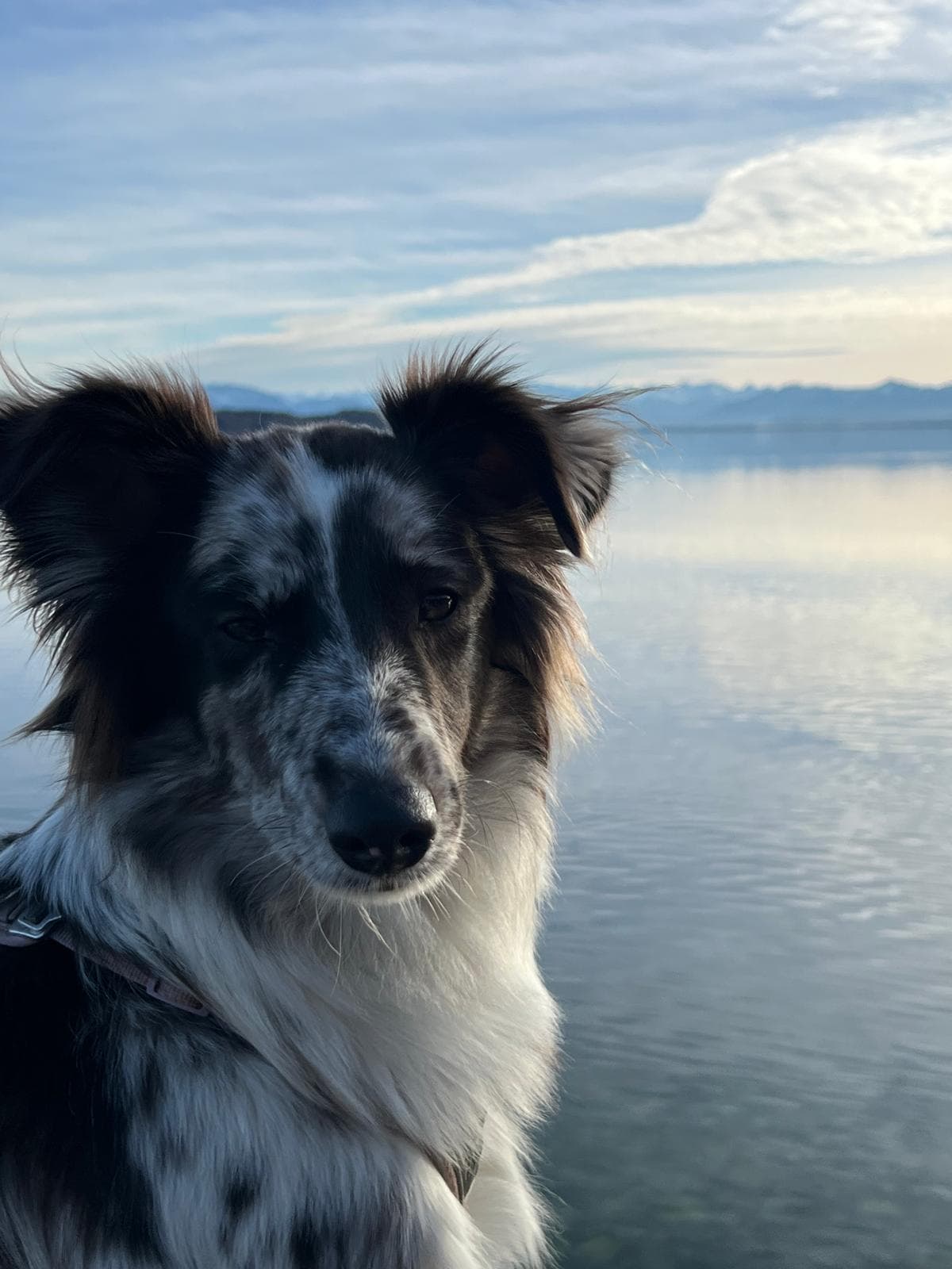 Laika